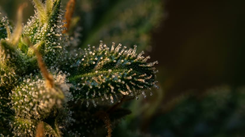 Cannabinoids Explained: THC, CBD, CBN, CBG & More