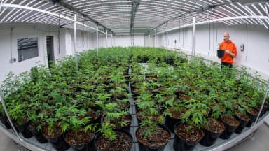 Marc Thalus, chairman of the soChill Green Cannabis Club cultivation association, tends cannabis plants in Greifswald, Germany, on Thursday, Dec. 19, 2024. His club, with 201 members, was the first in Mecklenburg-Vorpommern to receive a cultivation permit. | Stefan Sauer/dpa/picture-alliance/Newscom