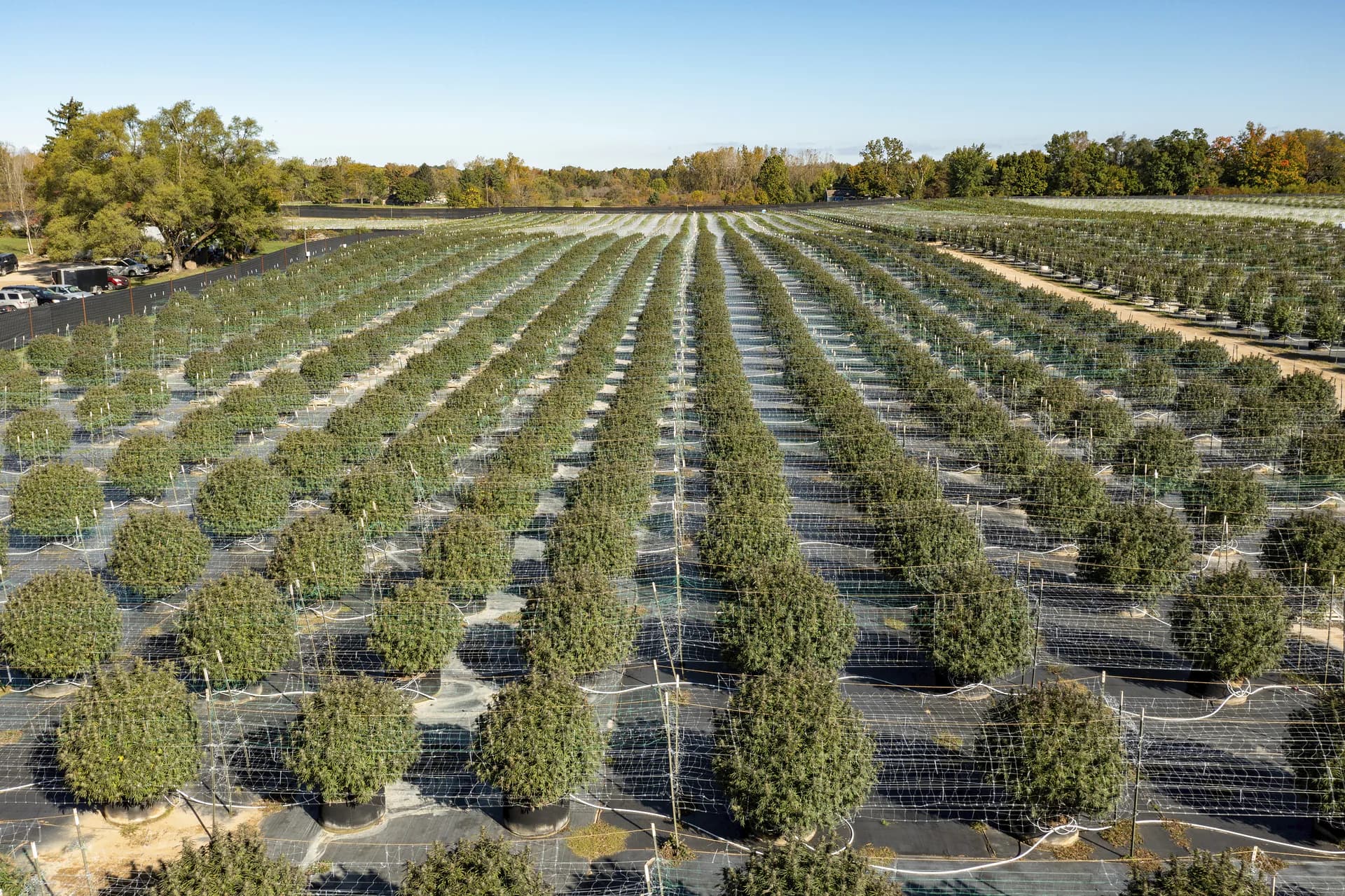 Rows of cannabis plants grow in protective netting at Grasshopper Farms, a large outdoor cannabis grower in Paw Paw, Michigan.