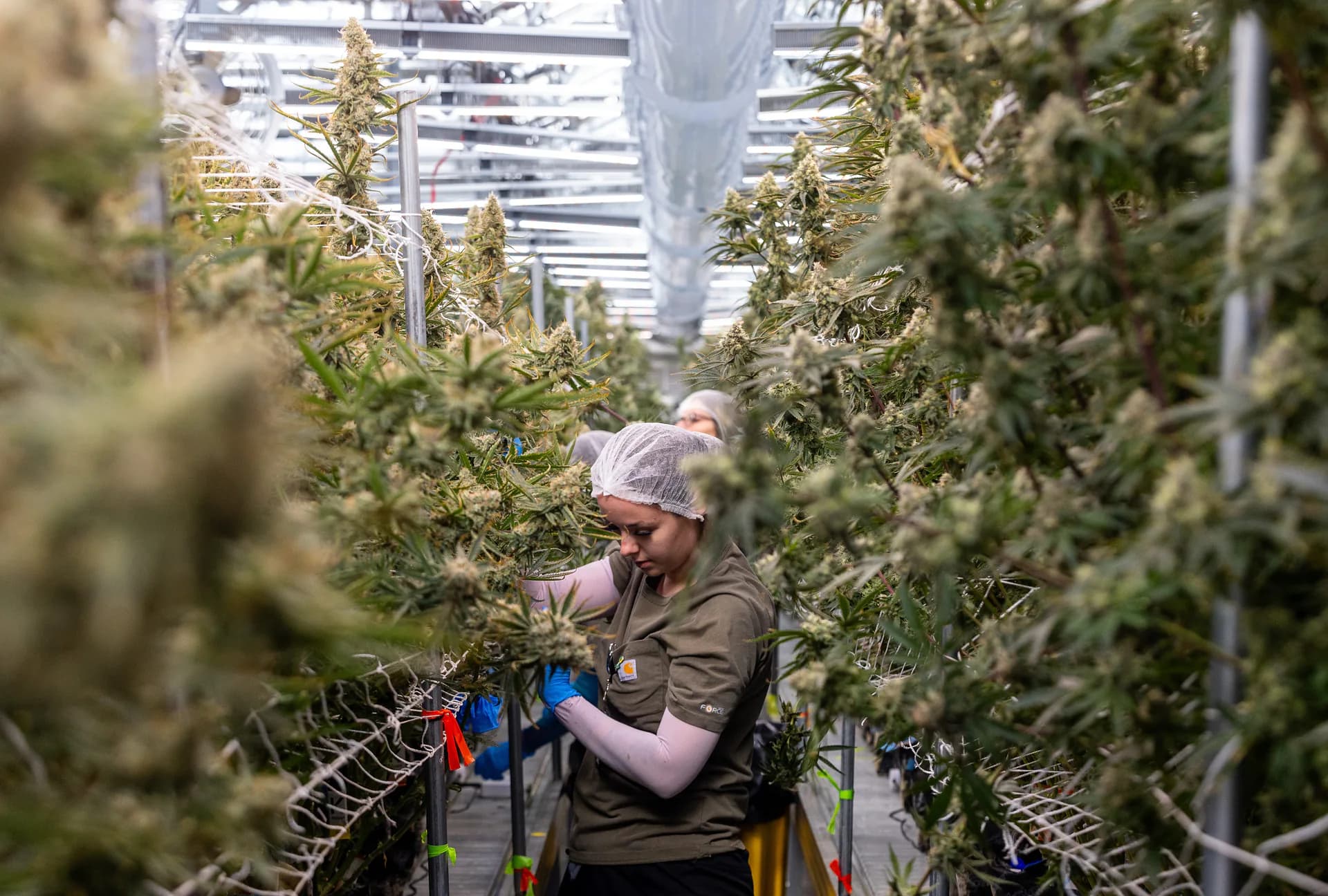 A worker defoliates cannabis plants in a greenhouse and flowering room at the Curaleaf cannabis growing facility in Litchfield on Aug. 15, 2025.