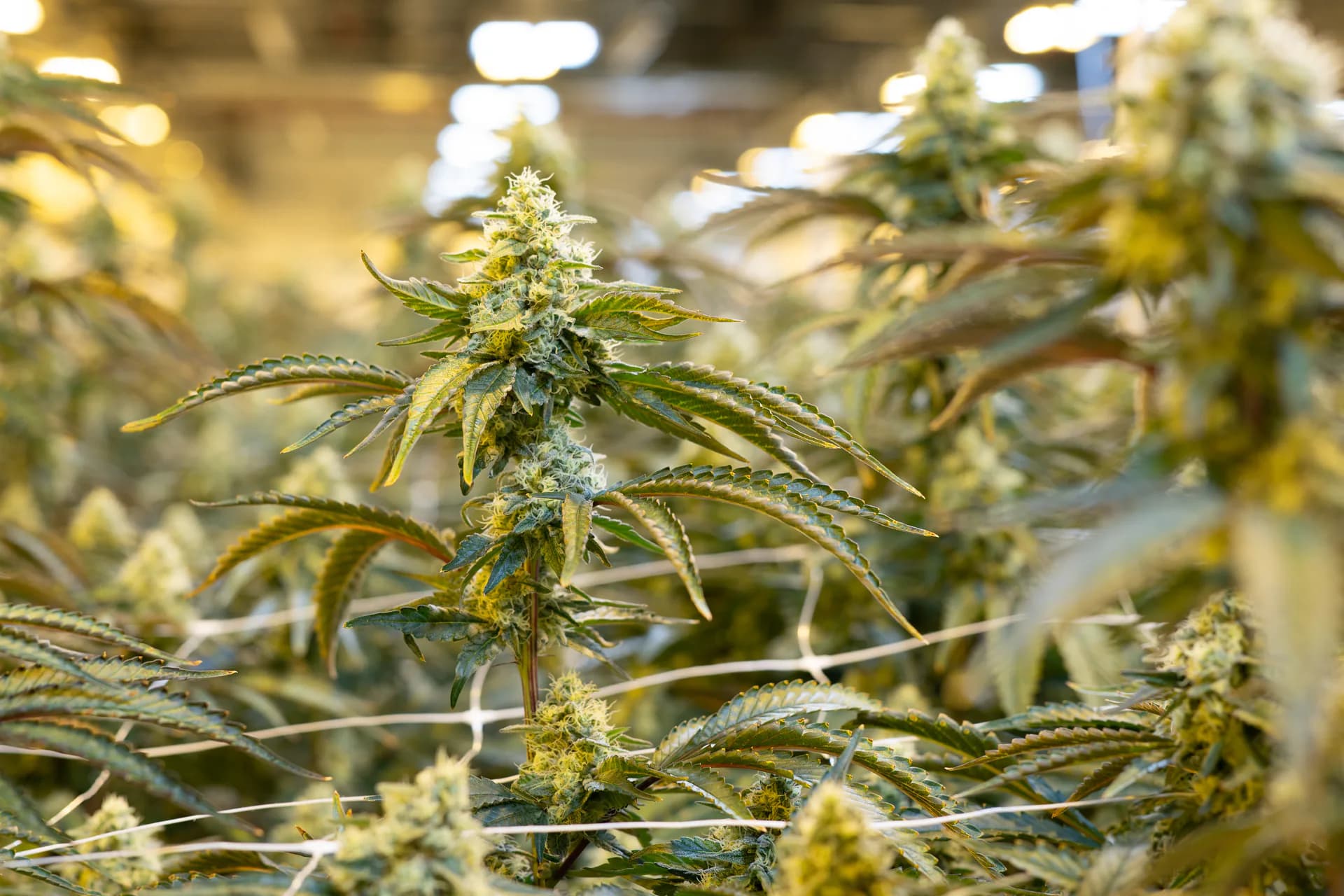 Cannabis plants grow in a flower room at the pharmaceutical company Demecan in Ebersbach, Saxony, Germany, on Wednesday, Jan. 21, 2026.