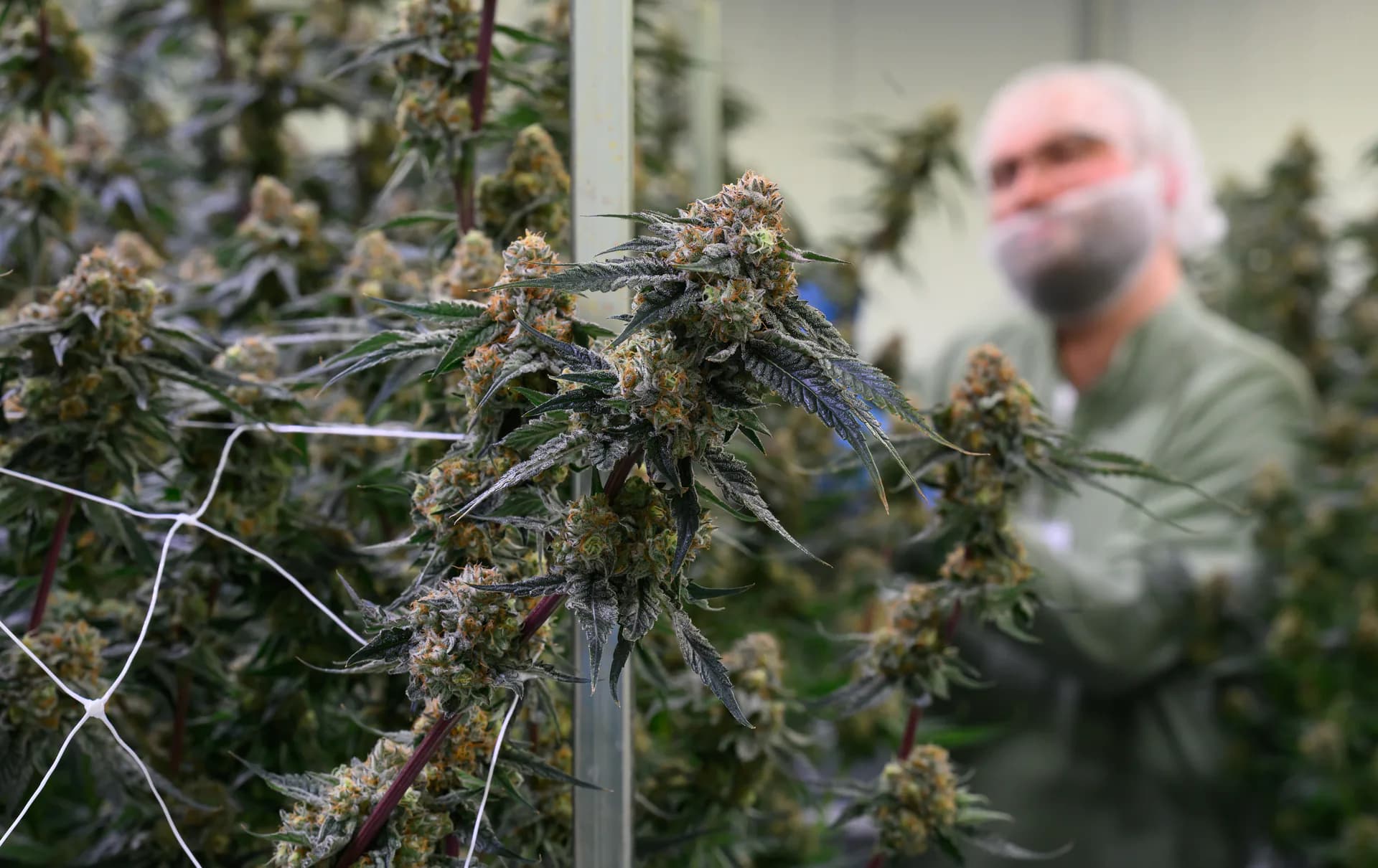 Stephan Kaster, production manager at cannabis manufacturer Aurora, inspects cannabis plants in a flowering room at the production facility in the Leuna Chemical Park in Leuna, Germany, Tuesday, Feb. 3, 2026.