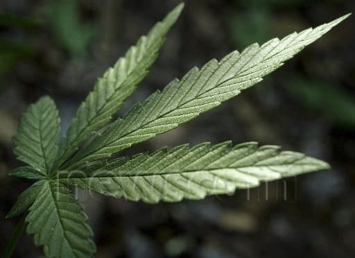 A backlit marijuana leaf against a dark background