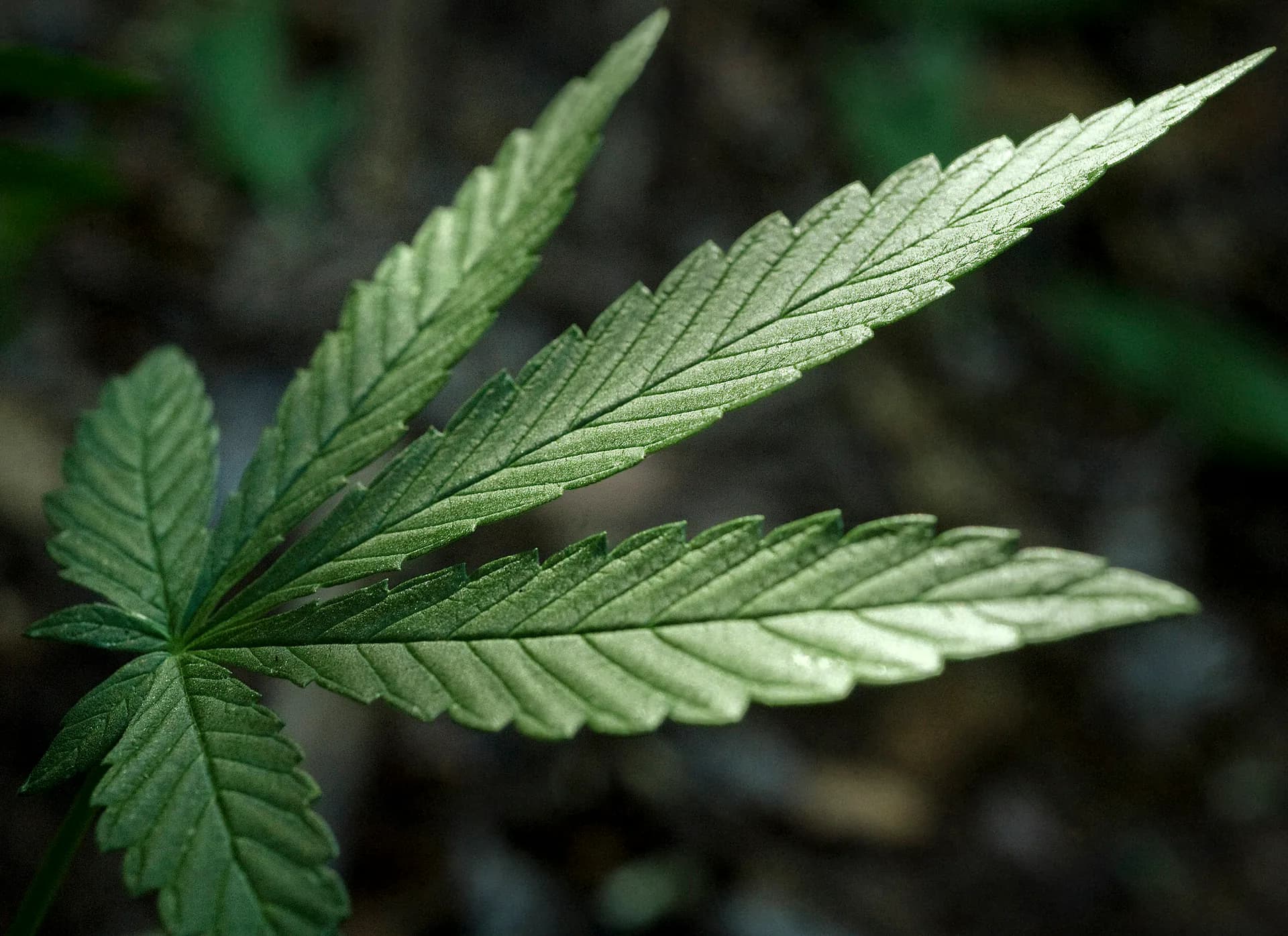 The serrated leaves of a cannabis plant are shown in close-up.