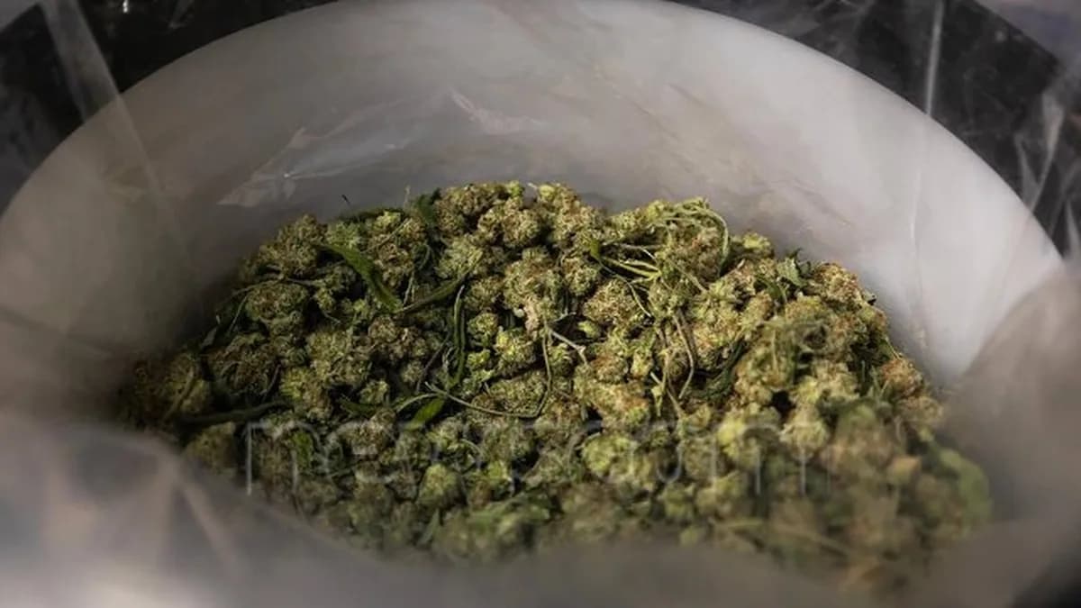 Harvested marijuana sits in a container at Goodblend in Austin, Texas, on Thursday, May 1, 2025.