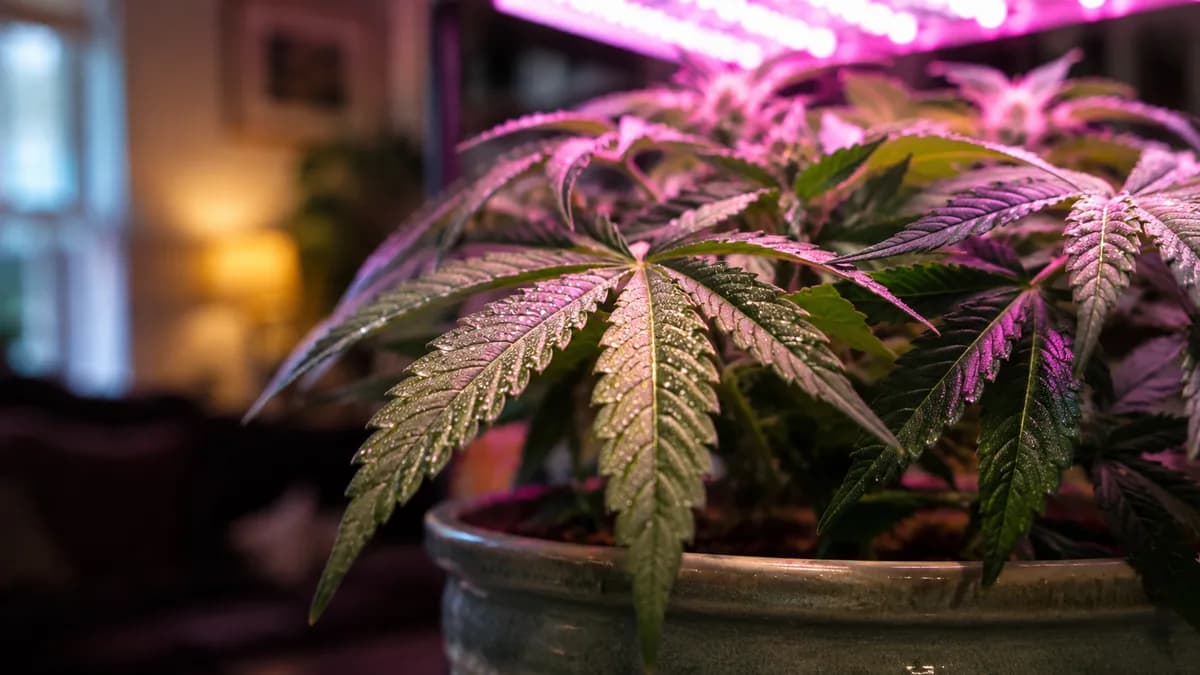 Close-up of healthy home-grown cannabis plants in pots under grow lights in a residential setting, representing the four-plant home cultivation allowance.