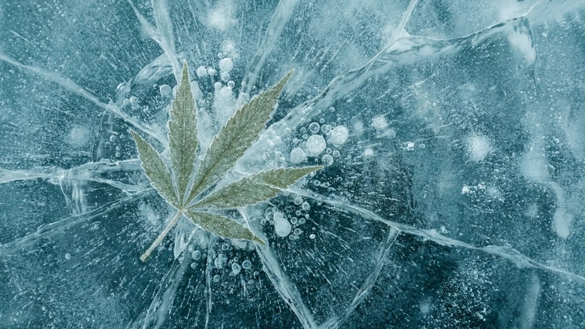 A stylized illustration of a cannabis leaf frozen inside clear lake ice, with cracks and air bubbles radiating around it in cool blue tones. (VapeExperts/AI)