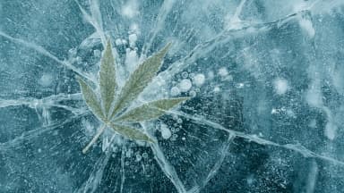 A stylized illustration of a cannabis leaf frozen inside clear lake ice, with cracks and air bubbles radiating around it in cool blue tones. (VapeExperts/AI)