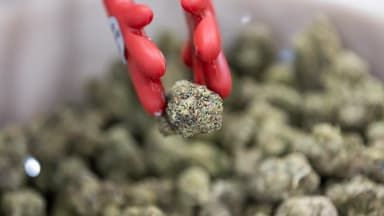 THCa products created by Havana Hemp are displayed during the CHAMPS Trade Show at the Broward County Convention Center on Thursday, Oct. 17, 2024, in Fort Lauderdale, Florida. Such hemp products are legal until heated, when THCA converts to THC. (Matias J. Ocner/Miami Herald/TNS/Newscom)
