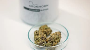 Cannabis flowers lie in a laboratory of the Grünhorn Group in Leipzig, Germany, Jan. 20, 2025. A new study finds cheap, high-THC flower is driving Germany's medical cannabis market. (Jan Woitas/dpa/Newscom)