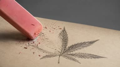 A pink rubber eraser rubs away half of a pencil-drawn cannabis leaf, leaving curled eraser shavings on the paper. (VapeExperts/AI)