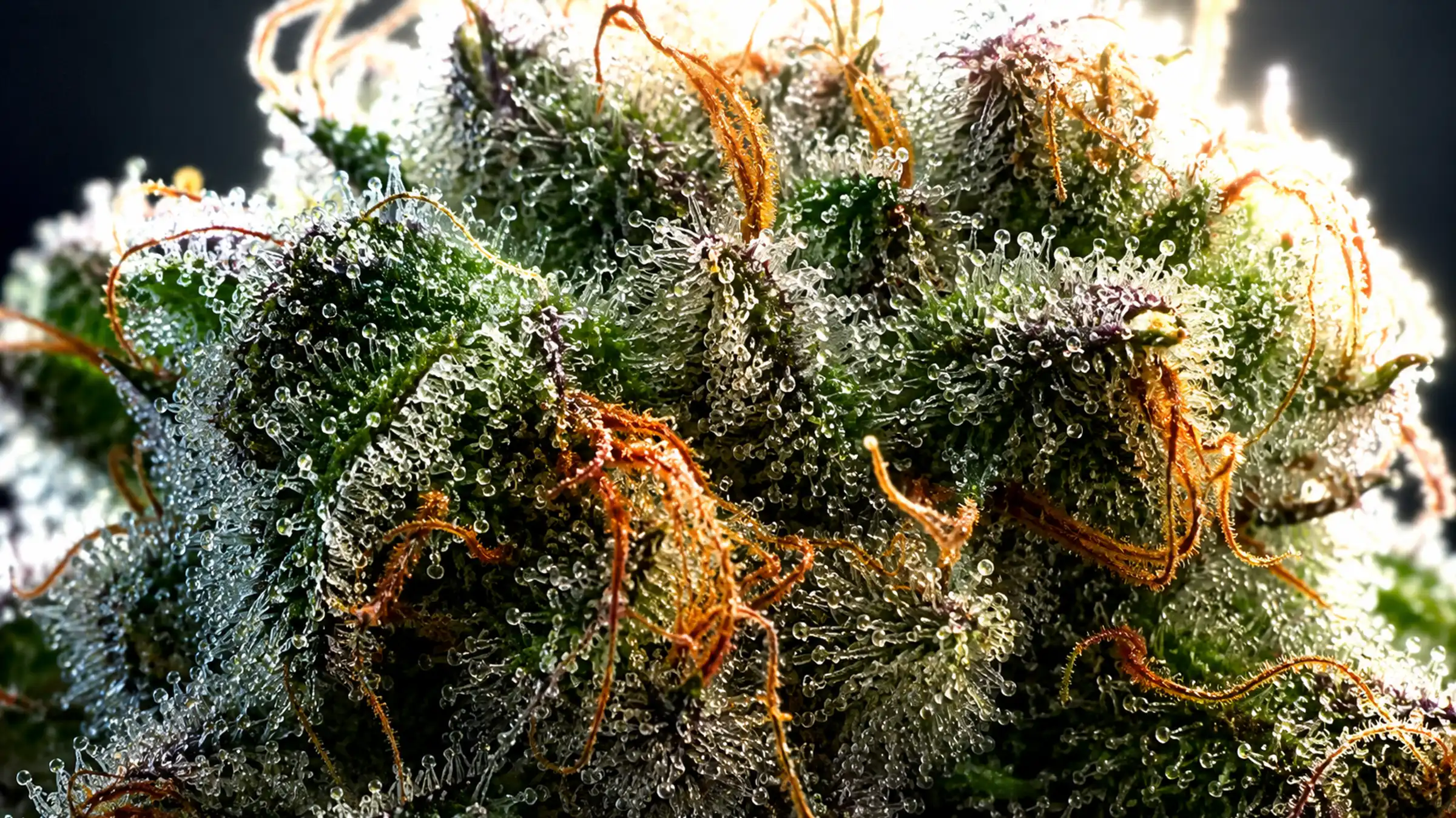 Extreme close-up of a cannabis flower covered in glistening crystalline trichomes with amber pistils, backlit in green and white tones. (VapeExperts/AI)
