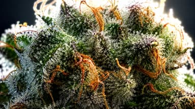Extreme close-up of a cannabis flower covered in glistening crystalline trichomes with amber pistils, backlit in green and white tones. (VapeExperts/AI)