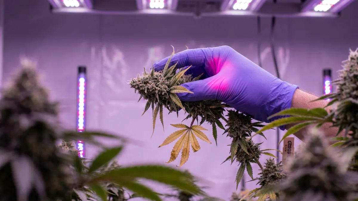 Interior of an indoor cannabis grow room, rows of flowering plants under magenta LED lights, an anonymous worker's gloved hand inspecting a plant.