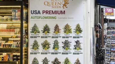 Cannabis seeds sit on display. A new hemp law taking effect Nov. 12 will reclassify most cannabis seeds. (imageBROKER/Joko/Newscom)