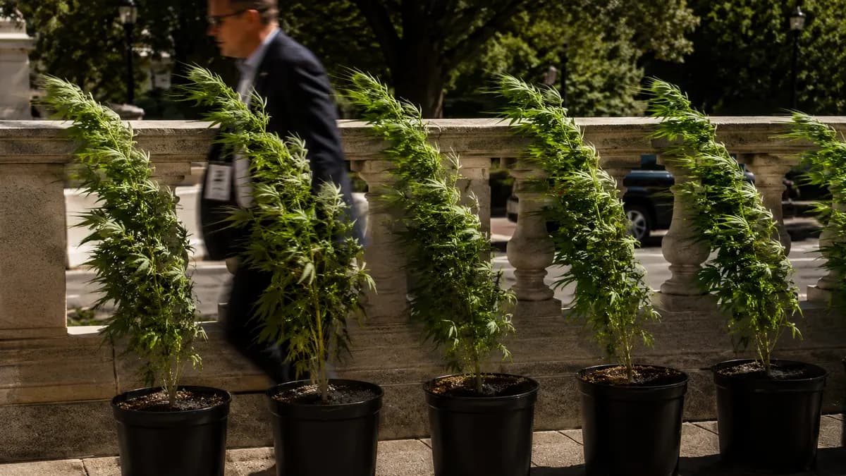 Tall green hemp plants in an outdoor field at golden hour, farmer's silhouette walking a row