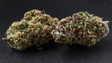 Indica vs. Sativa Labels Fail the DNA Test